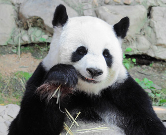 Das Gleichnis vom Banker und Pandabär