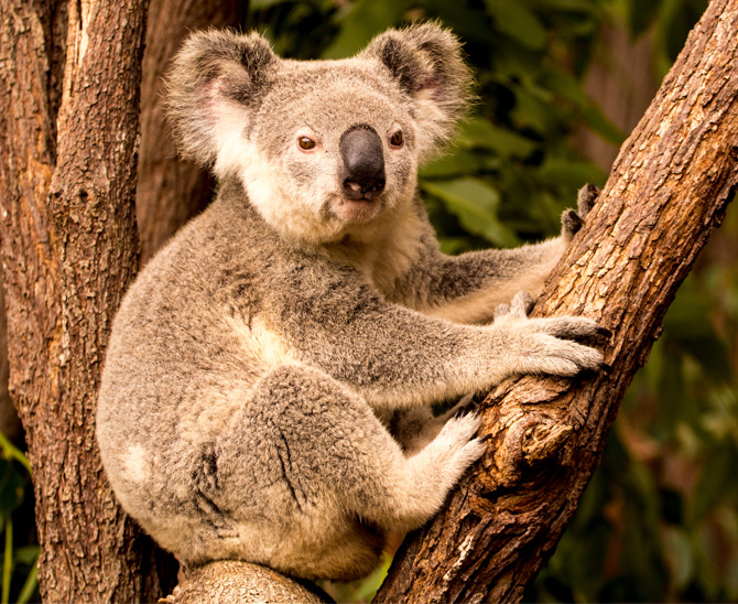 Nicht alles läuft „Super“ in Down Under