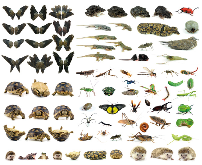 Artenvielfalt, Biodiversität, Titelgeschichte portfolio institutionell 5/2021