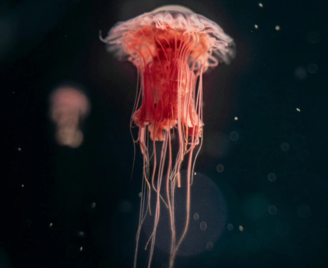 Investoren gegen Tiefseebergbau